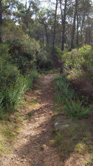 Sentier dans la pinède