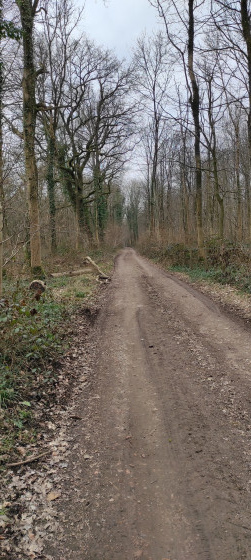 sentier dans le bois du Pignolet