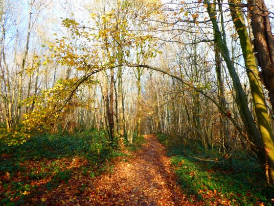 Sentier dans le Bois Grand-Père