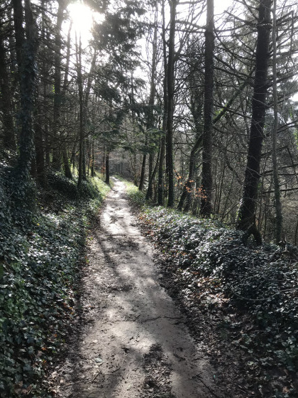 Sentier dans le bois