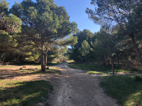 Sentier dans les bois.