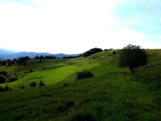 Sentier dans les prés