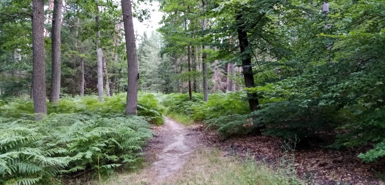 Sentier dans un sous-bois de fougères