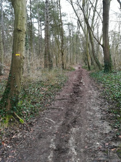 Sentier de la forêt