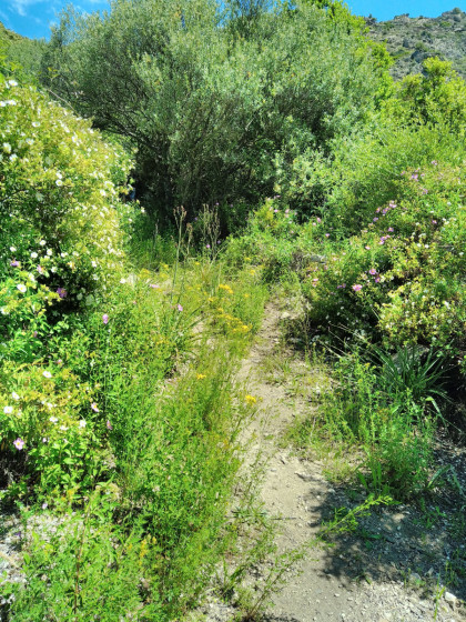 Sentier de légère montée