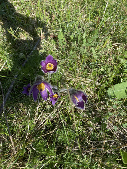Sentier des brebis