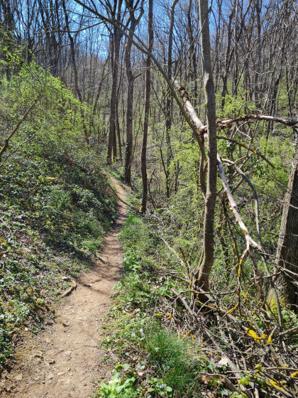 sentier des cochons