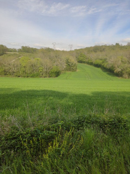 Sentier des orchidées