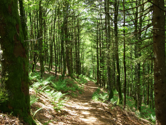 Sentier des Russiers