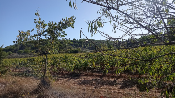 Sentier des vignerons à Saint-Julien-les-Martigues