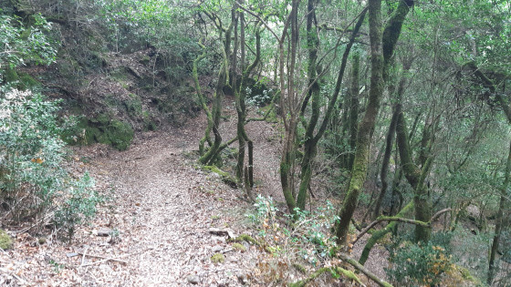 Sentier descendant vers le Viaur