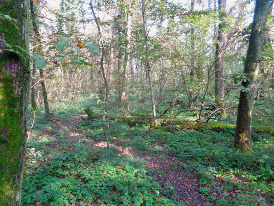 Sentier du Bois Jordan Sentier du Bois Jordan