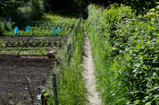 Sentier du chou qui descend &agrave; travers un jardin