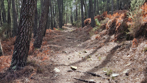 Sentier en direction de Malbosc