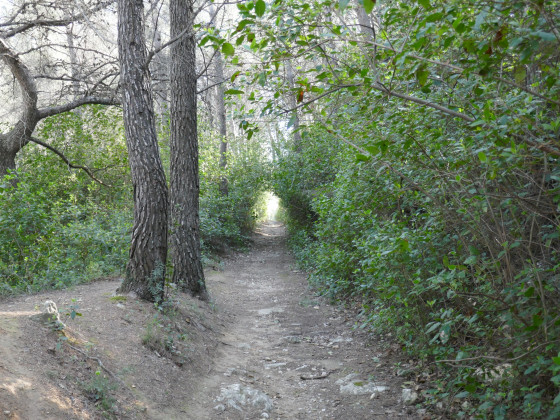 Sentier en for&ecirc;t