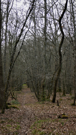 Sentier en forêt