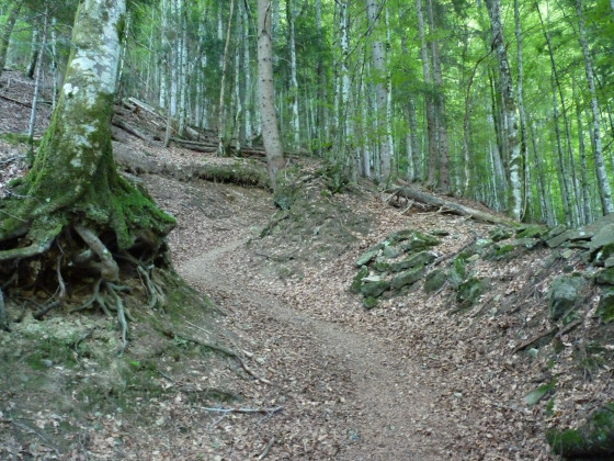 Sentier en forêt