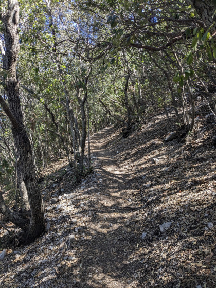 Sentier en for&ecirc;t