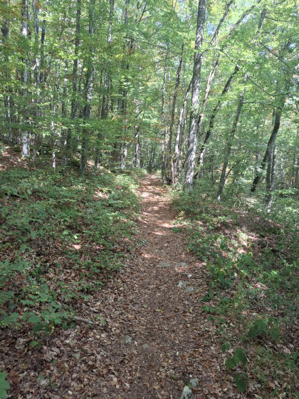 Sentier en for&ecirc;t