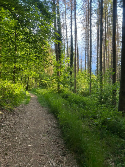 Sentier en for&ecirc;t