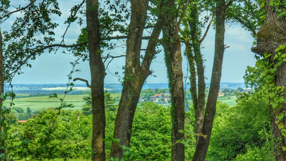 Sentier en lisière forestière