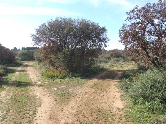 Sentier en patte d\'oie