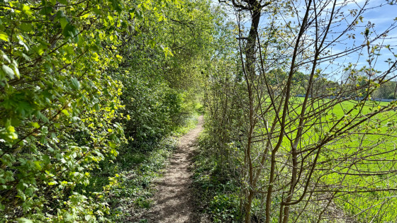 Sentier en sortant de Cesson