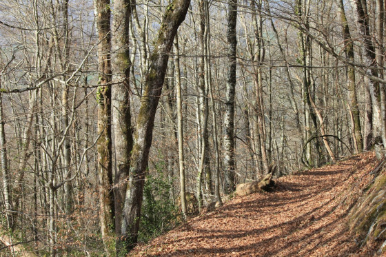 Sentier en sous-bois