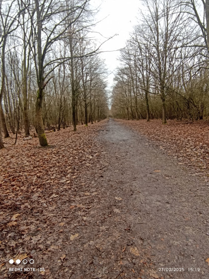 Sentier en sous-bois