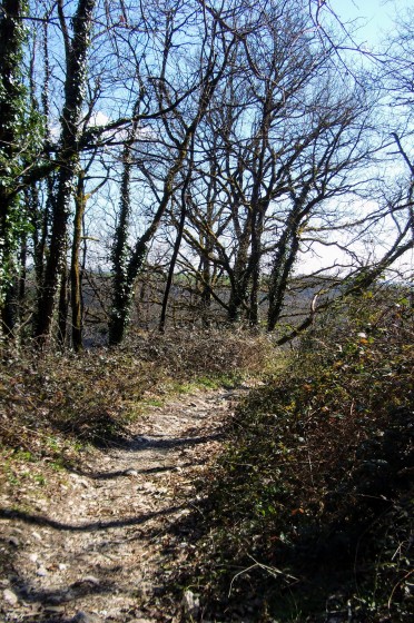 Sentier en sous-bois