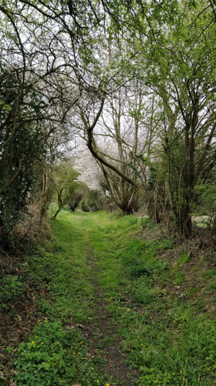 Sentier en sous-bois
