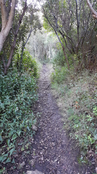 Sentier en tunnel végétal