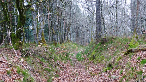 Sentier encaissé