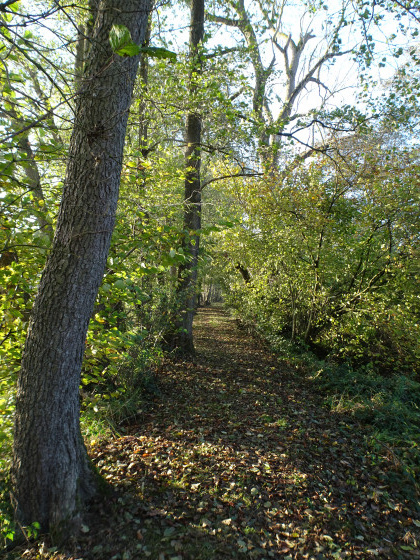 Sentier entre arbres et eau
