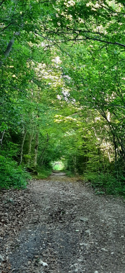 Sentier entre 