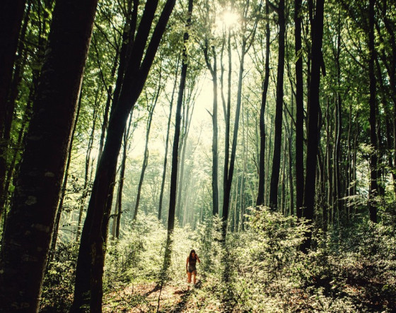 Sentier et lumi&egrave;re dans la for&ecirc;t de Montagnol