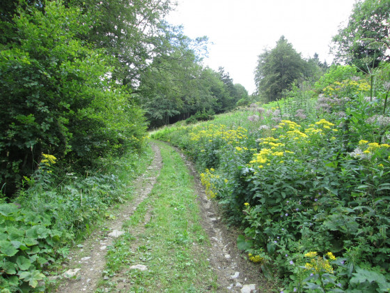 Sentier fleuri