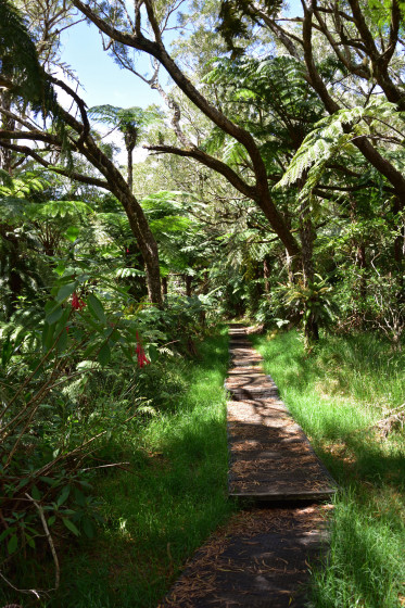 Sentier forêr de Bélouve