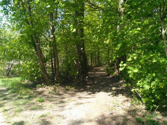 Sentier forestier