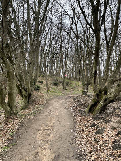 Sentier forestier