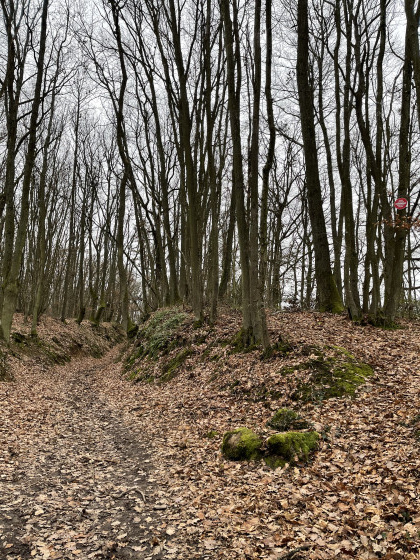 Sentier forestier