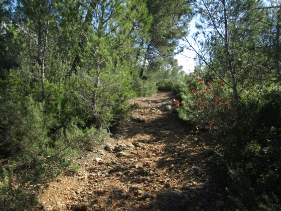 Sentier forestier