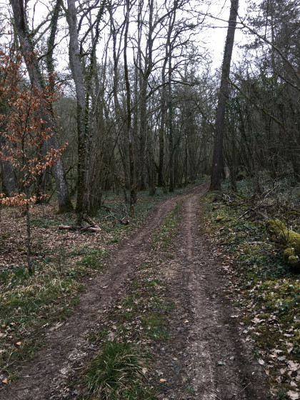 Sentier forestier