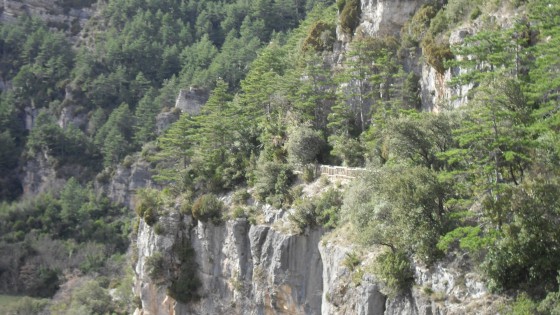 Sentier forestier