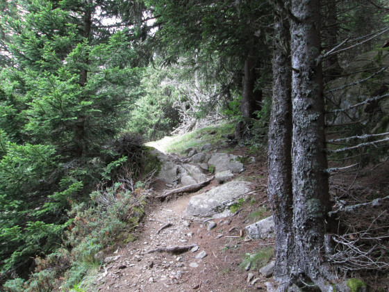 Sentier forestier