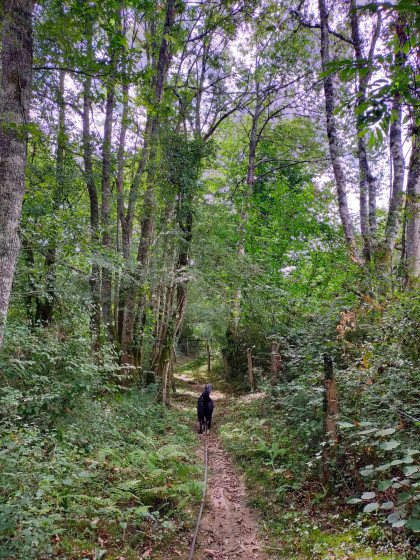 Sentier forestier