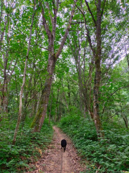 Sentier forestier