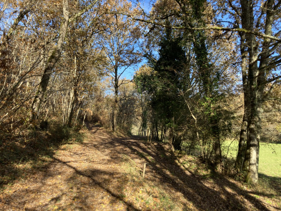 Sentier forestier