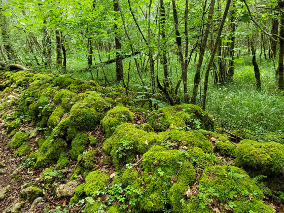 Sentier forestier