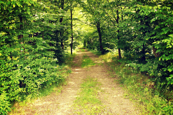 Sentier forestier